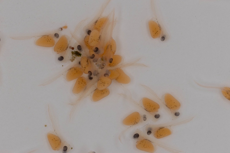 Lamprologus laparogramma 'Namansi'